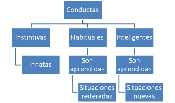 desarrollo intelectual de las conductas